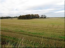 NT1168 : Fields west of Wilkieston by Alex McGregor