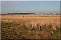 Findhorn Floodplain