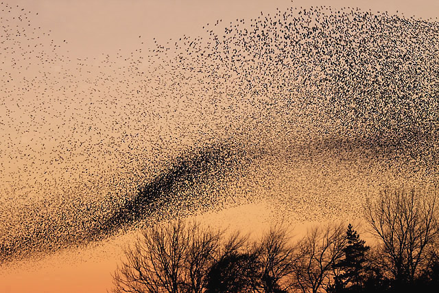 A murmuration of starlings at Gretna