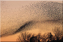 NY3168 : A murmuration of starlings at Gretna by Walter Baxter