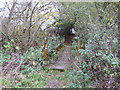 Pheasant on footbridge rail on the Wey South Path