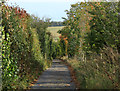 2011 : Tree lined bridleway heading home from Knook Hill