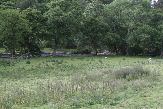 Afon Llugwy Sheep in the Valley
