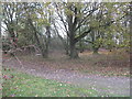 Open deciduous woodland on Newchurch Common