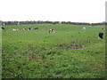 Grazing pasture beside Clay Lane