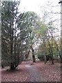 Path in Haywards Heath Recreation Ground