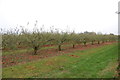 Orchard with fallen apples