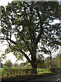 Ancient oak tree in Bostock Road