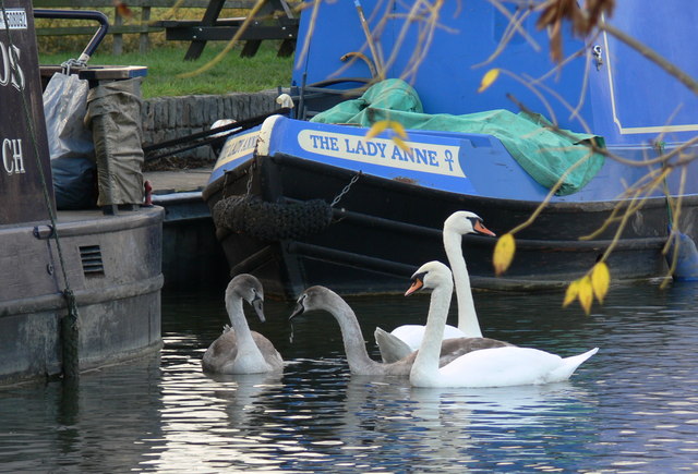 Swans and narrow boats at Kilby Bridge