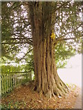ST7413 : Yew tree, Church of St Thomas a Becket by Maigheach-gheal