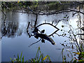 Poynton Lake