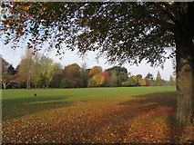 ST1776 : Cardiff's Bute Park in autumn by Gareth James