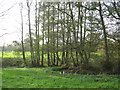 A stand of poplars delineate the course of Shays Lane Brook