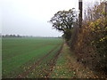 Hedgerow and field