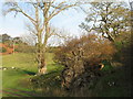 Fallen tree at Boreland