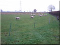 SK7868 : Farmland, Normanton on Trent by JThomas