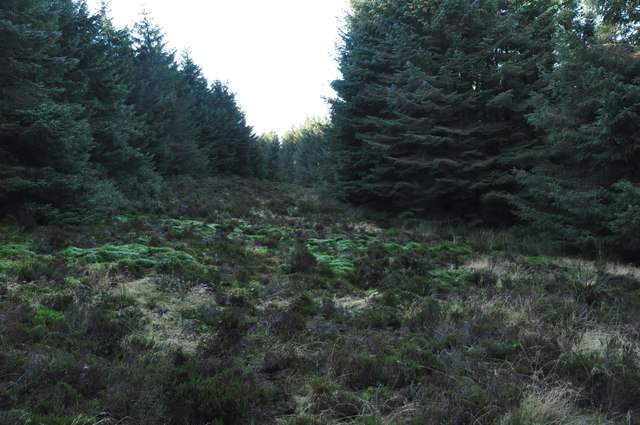 Forest near Clachan Water, Arran
