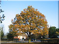 Broad Lane oak