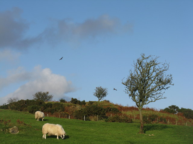 Sheep and red kites on Quintinespie Hill