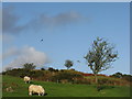 NX6865 : Sheep and red kites on Quintinespie Hill by M J Richardson