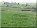 NX6865 : Red kites in Galloway by M J Richardson