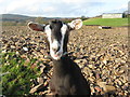 NX6865 : Inquisitive goat at Bellymack Hill Farm by M J Richardson
