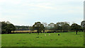 2011 : Cow pasture near Washingpool Farm