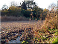 Reed Bed, Crane Park Island