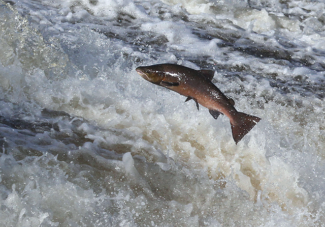 A leaping salmon at Murray's Cauld near Selkirk