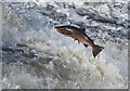 NT4427 : A leaping salmon at Murray's Cauld near Selkirk by Walter Baxter
