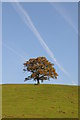 Vapour trails above an oak tree