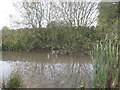 Field Pond at Grange Farm