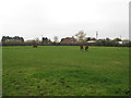 Equine Grazing Paddock at Grange Farm