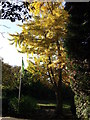 Maidenhair Tree, Wettern Tree Garden