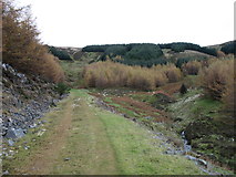 NT2130 : A track in Langhaugh Forest by David Purchase