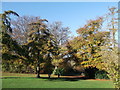 Woodland in Purley Beeches