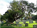 Yew tree, St Peter