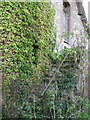 Ivy covered steps, Faulston Farm