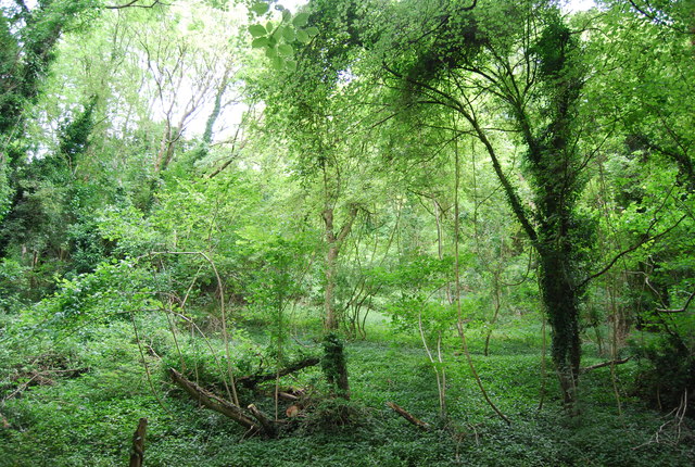 Woodland Torberry Hill © N Chadwick :: Geograph Britain and Ireland