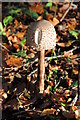 Fungus in woodland