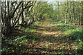 Footpath through a coppice