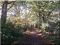 Track beside Selsdon Park Golf Course