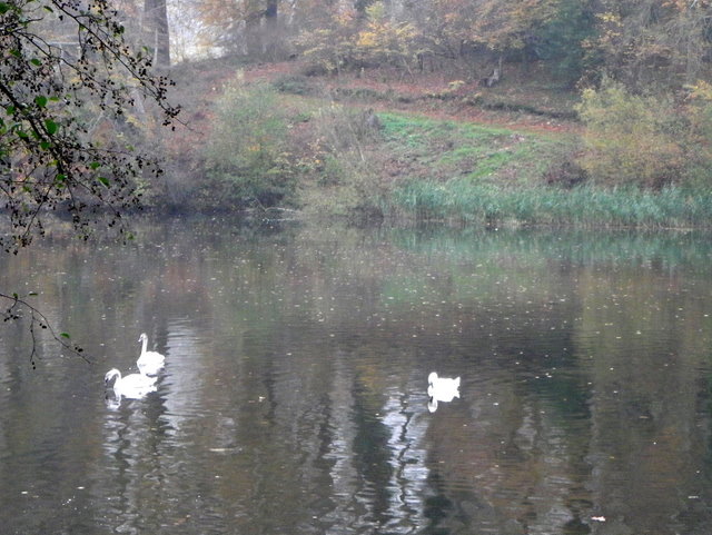 Swans, Fonthill Lake