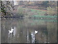 ST9331 : Swans, Fonthill Lake by Maigheach-gheal