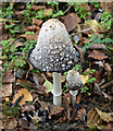 TA0323 : Shaggy Ink Cap Mushroom, Waters' Edge Park by David Wright