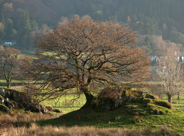 Trees on rock outcrops, Grasmere