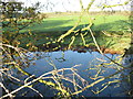 Pond & sheep grazing beside A556 layby