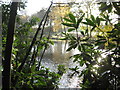 Rookery Pool on the Vale Royal Golf Course