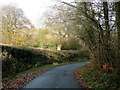 Autumnal lane