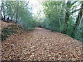 Leafy path to Walnuts Farm